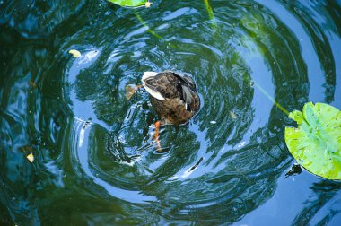 Ördek kuş dalışı