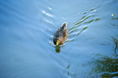 Ördek suda yüzüyor.
