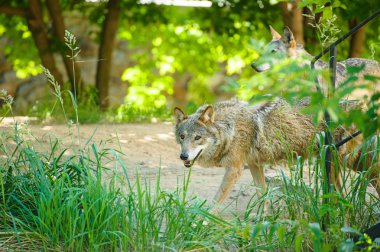 Gri vahşi Wolfs