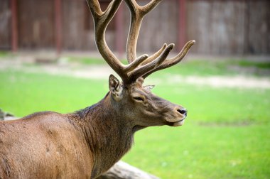 Büyük vahşi geyik