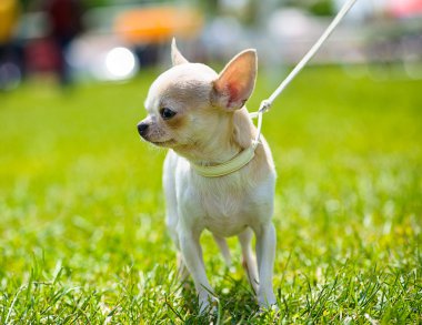 Çim şirin chihuahua