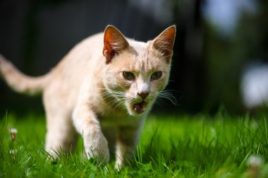 Komik çok güzel kedi