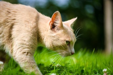 Komik çok güzel kedi