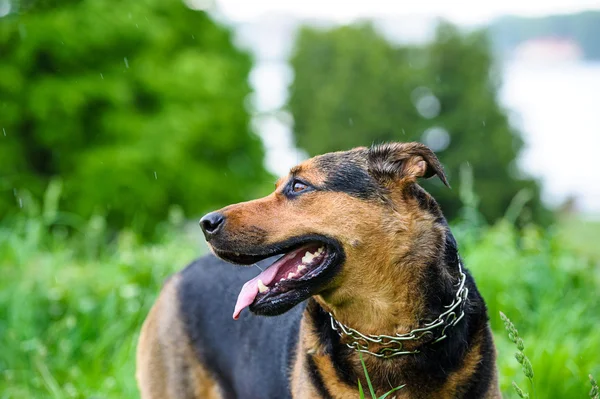 Lycklig hund på grönt gräs — Stockfoto