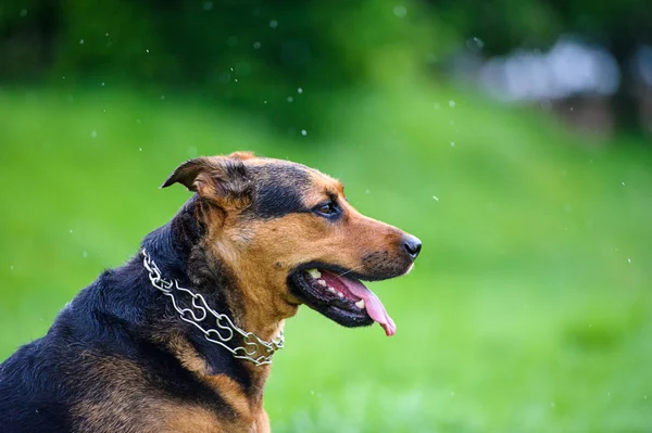 Gelukkige hond op groen gras — Stockfoto