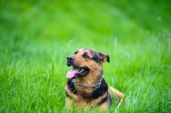 Gelukkige hond op groen gras — Stockfoto