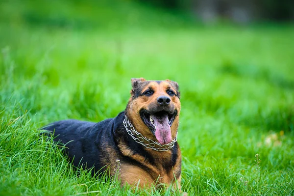 Cão feliz na grama verde — Fotografia de Stock