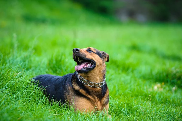 Lycklig hund på grönt gräs — Stockfoto