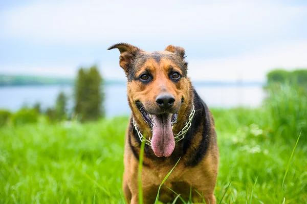 Gelukkige hond op groen gras — Stockfoto