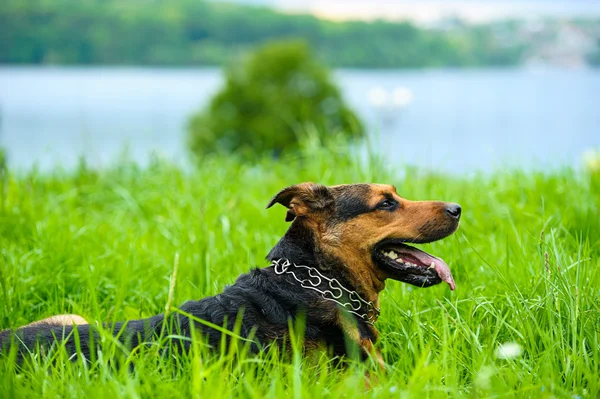 Sjov hund på eng - Stock-foto