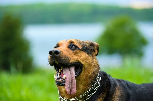 Gelukkige hond op groen gras — Stockfoto