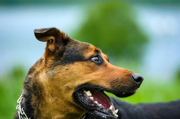 Cão feliz na grama verde — Fotografia de Stock