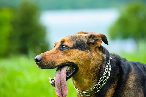 Gelukkige hond op groen gras — Stockfoto