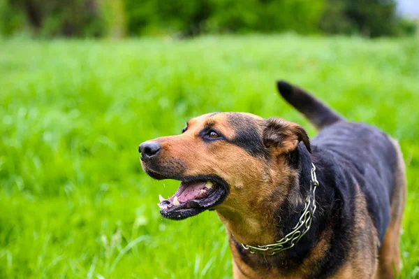 Cão feliz na grama verde — Fotografia de Stock