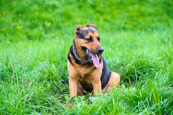 Yeşil çimenlerin üzerinde mutlu köpek — Stok fotoğraf