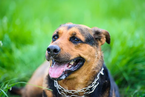 Gelukkige hond op groen gras — Stockfoto