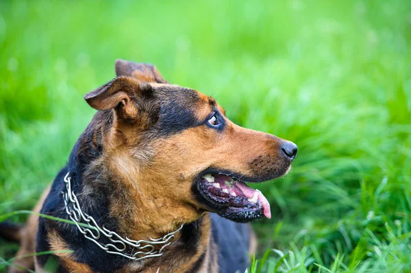 Happy dog on green grass — Stock Photo, Image