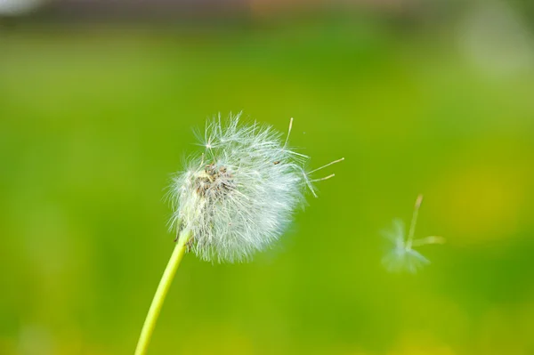 绿色背景蒲公英 — 图库照片