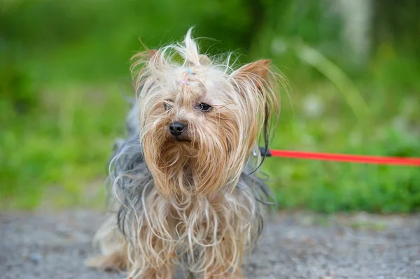 Adult Funny dog — Stock Photo, Image