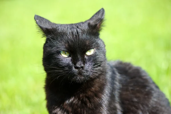 Yeşil çimenlerin üzerinde kara kedi — Stok fotoğraf