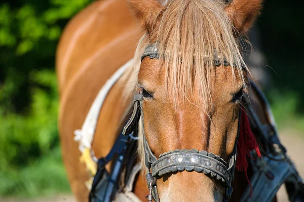 Paard in de weide. zomerdag — Stockfoto