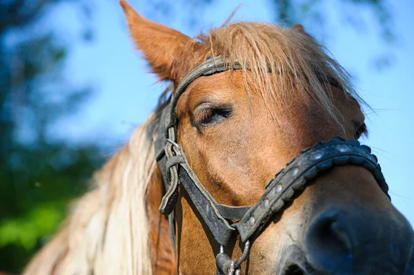 Paard in de weide. zomerdag — Stockfoto