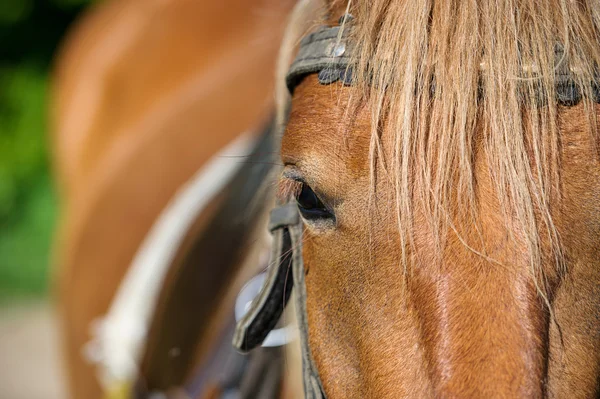 Mooi paard in weide. — Stockfoto