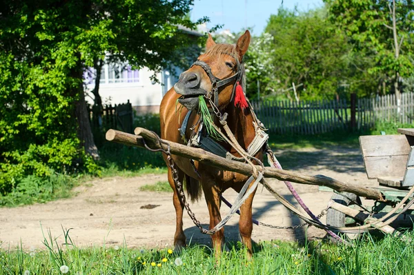 Beautiful Horse in meadow. — Stock Photo, Image