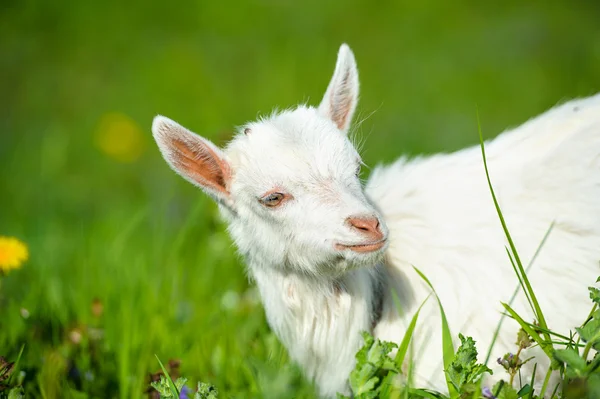 Bébé blanc drôle de chèvre sur l'herbe verte — Photo