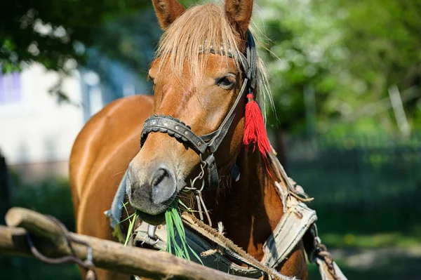 Beautiful Horse in meadow. — Stock Photo, Image