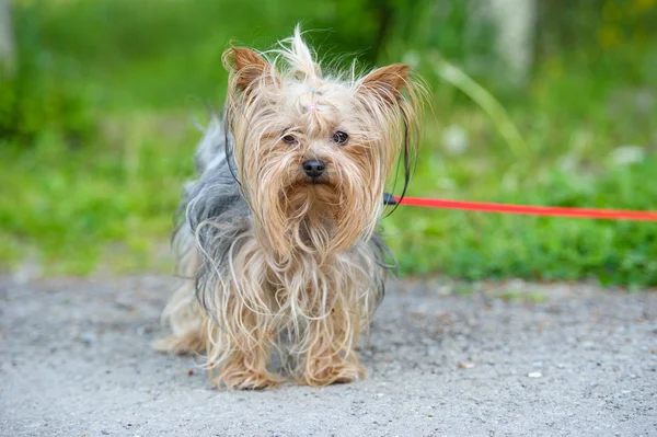 Lustiger Hund — Stockfoto