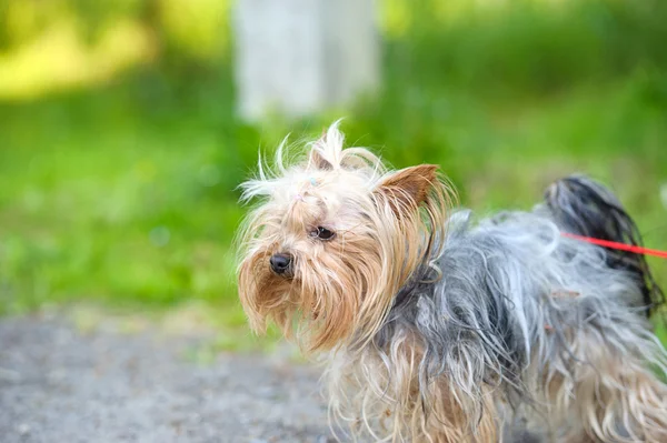 Perro divertido —  Fotos de Stock