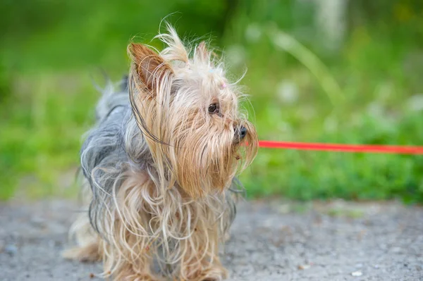 Komik köpek. — Stok fotoğraf