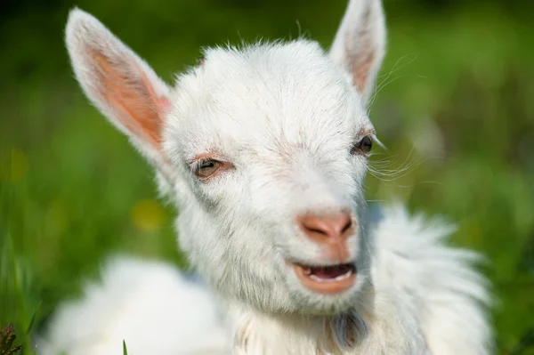 Divertente bambino bianco di capra sull'erba verde — Foto Stock