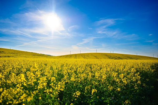 Champ de colza jaune contre le ciel bleu — Photo