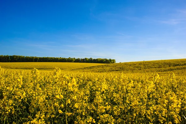 Campo de colza amarela contra o céu azul — Fotografia de Stock