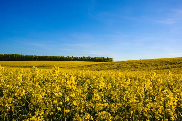 Gebied van geel koolzaad tegen de blauwe hemel — Stockfoto