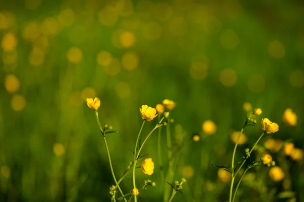 Schöne gelbe Blumen — Stockfoto