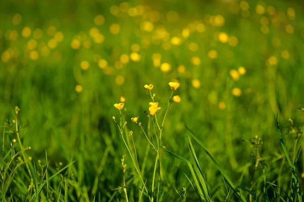Jarní pozadí s krásnými žlutými květy — Stock fotografie