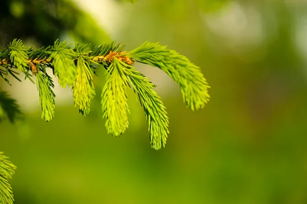 Young pine tree branch — Stock Photo, Image