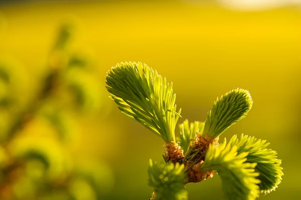 Young pine tree branch — Stock Photo, Image