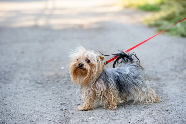 Komik köpek. — Stok fotoğraf