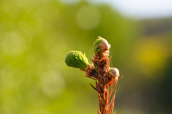 Young pine tree branch — Stock Photo, Image