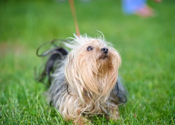 Funny dog — Stock Photo, Image