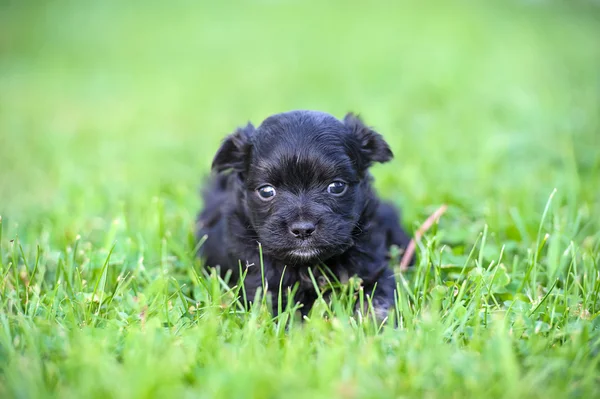 Cão engraçado — Fotografia de Stock