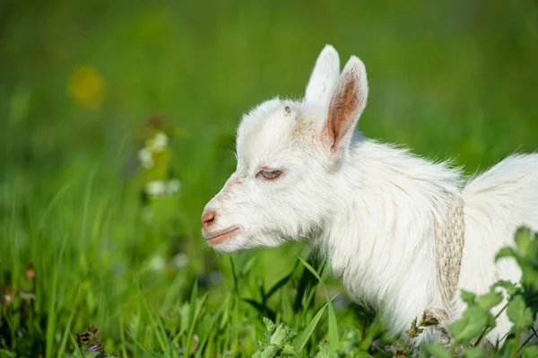 Divertido bebé blanco de cabra en la hierba verde — Foto de Stock