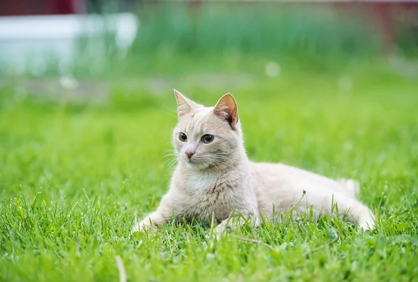 Grappige kat op het groene gras — Stockfoto