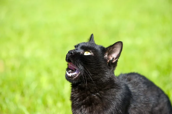 Yeşil çimenlerin üzerinde kara kedi — Stok fotoğraf