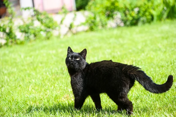 Schwarze Katze auf grünem Gras — 图库照片