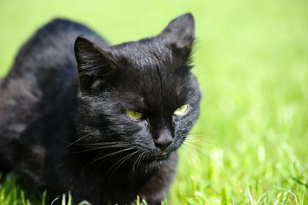 Zwarte kat op groen gras — Stockfoto